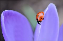 endlich Frühling...