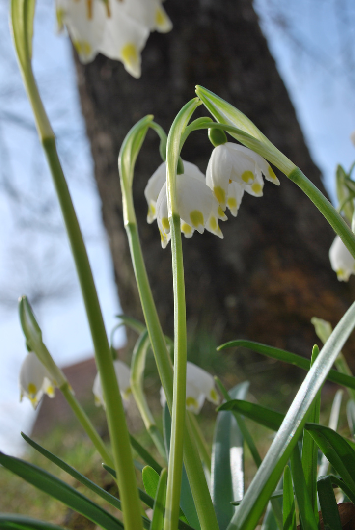 Endlich Frühling