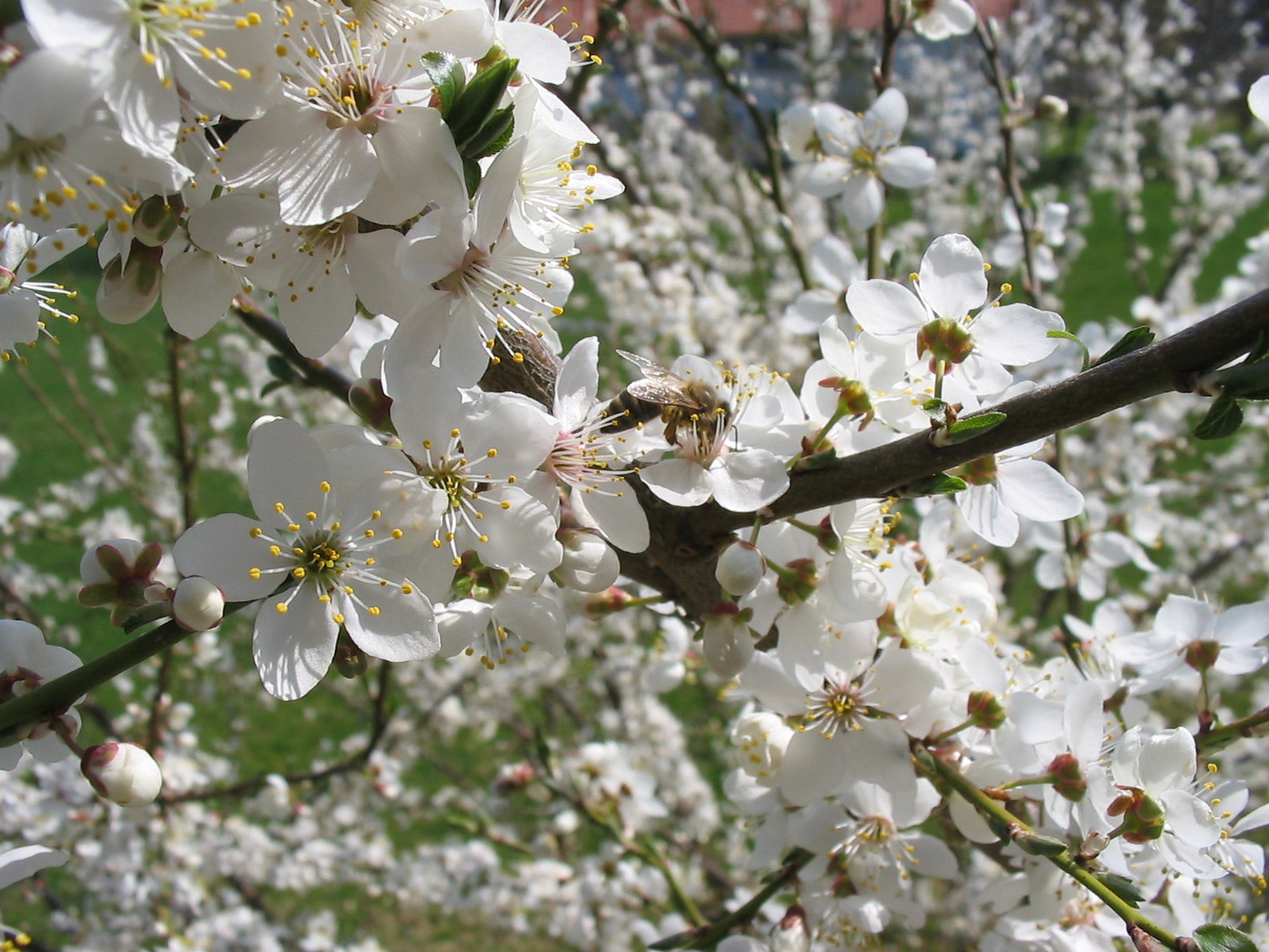 Endlich Frühling!!!!!!!!!!!!!!!!