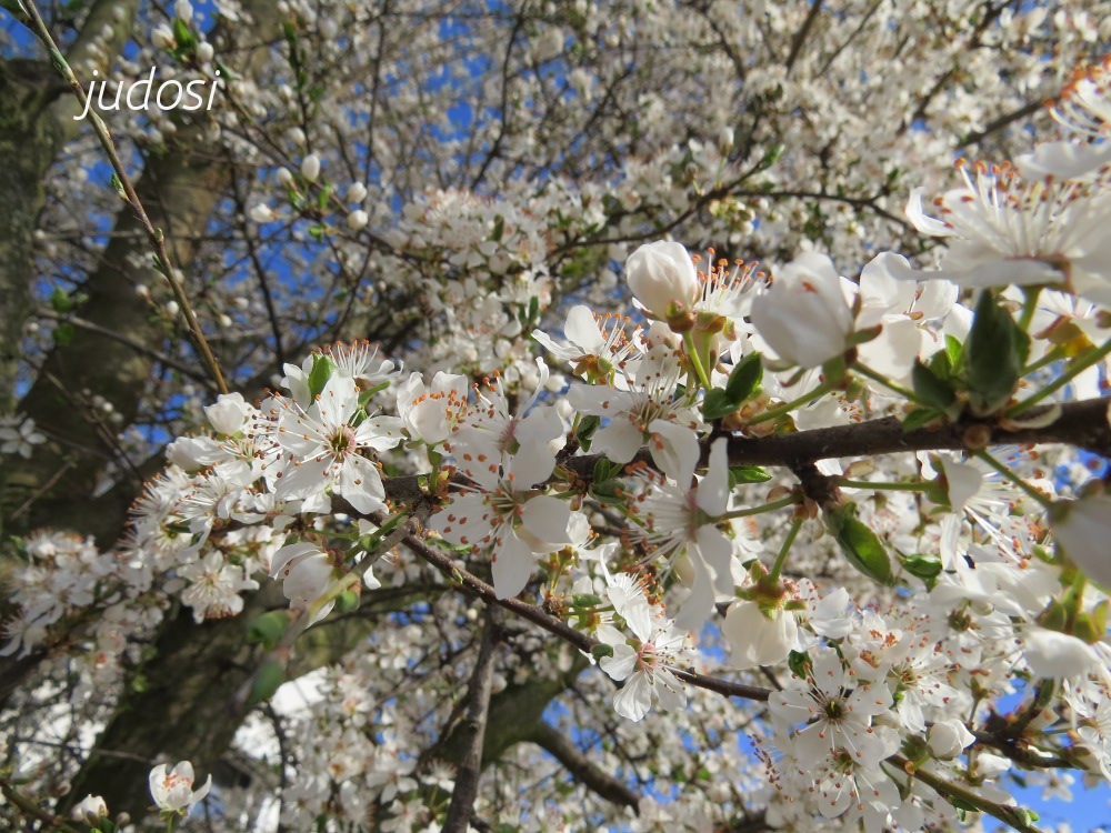 endlich Frühling