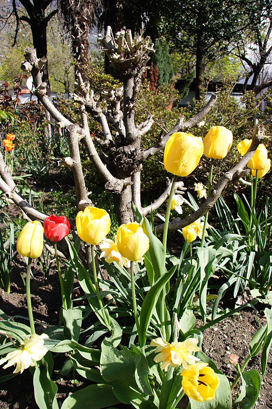 endlich Frühling - Comer See April 2006