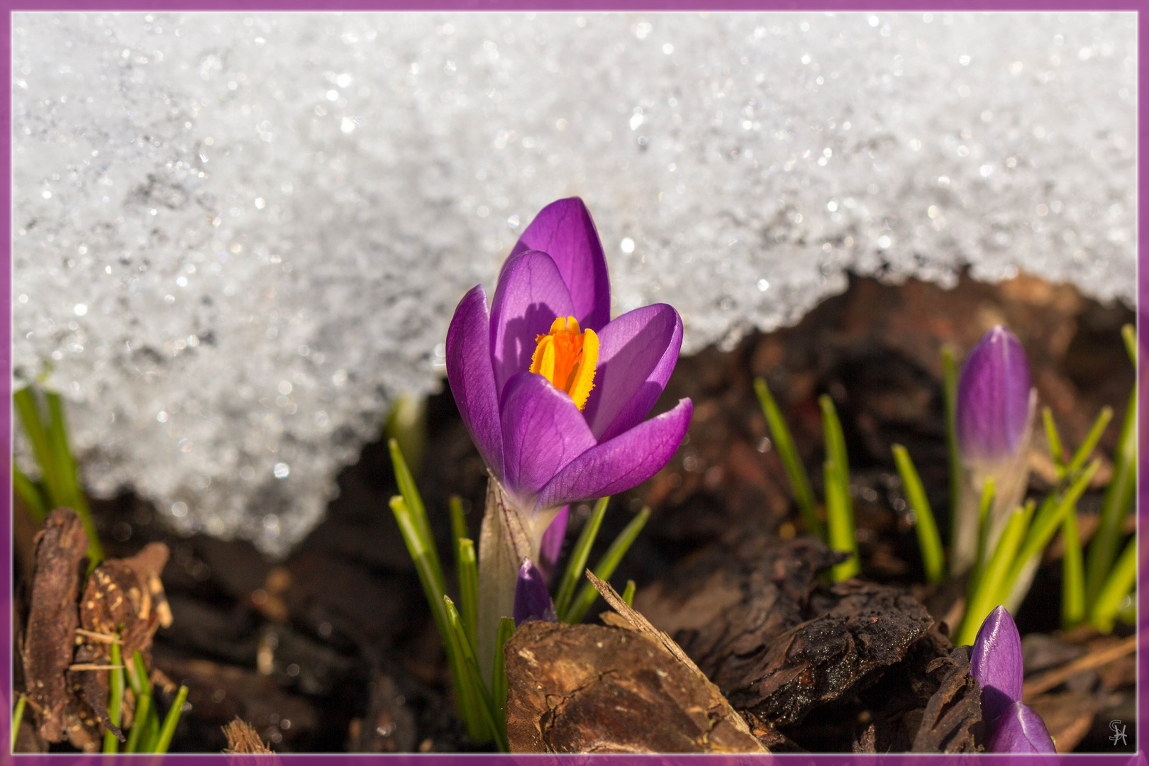 Endlich Frühling !!!