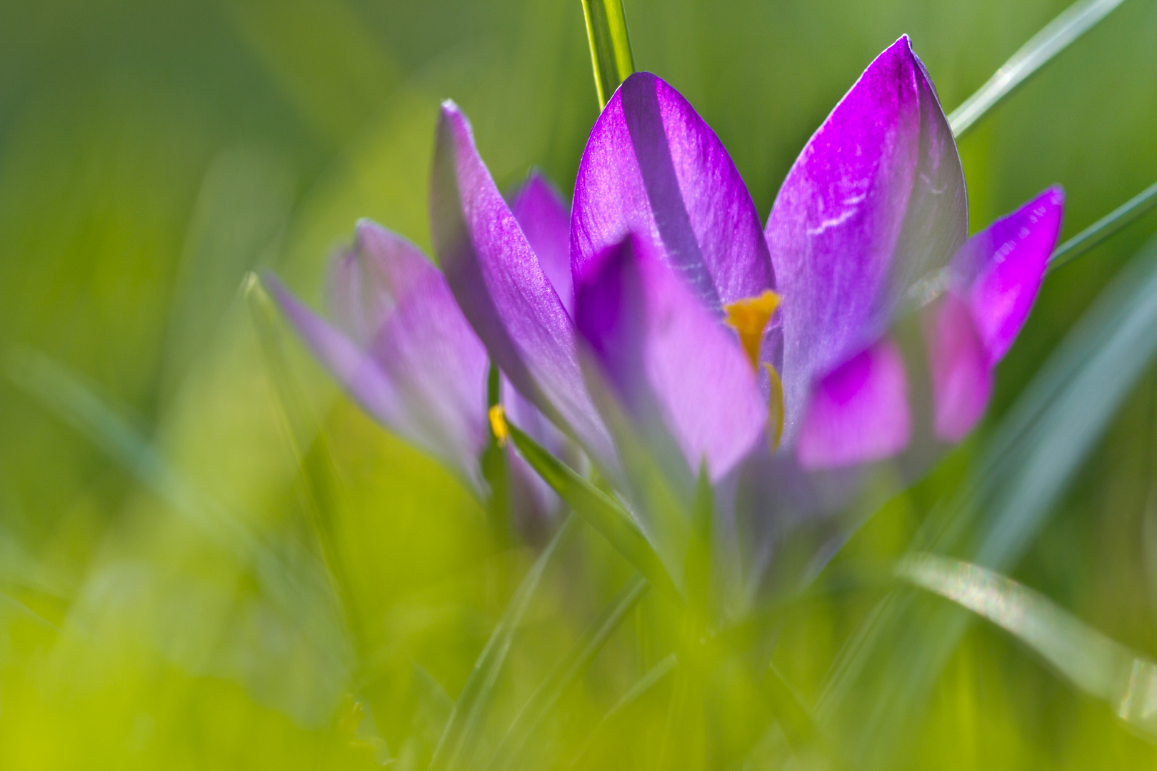 Endlich Frühling....