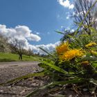 Endlich Frühling?