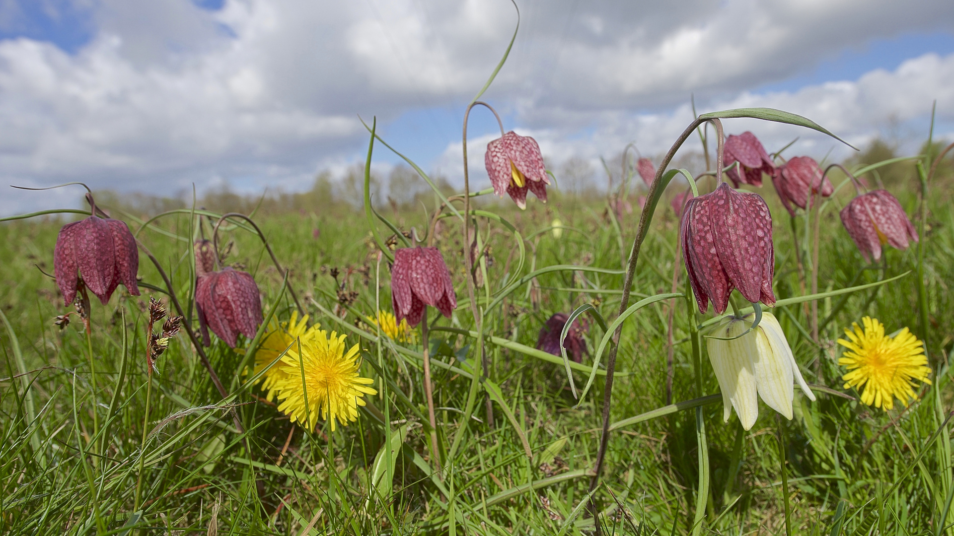 Endlich FRÜHLING !