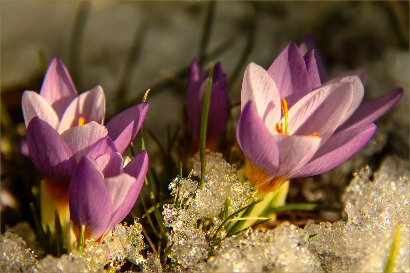 endlich Frühling