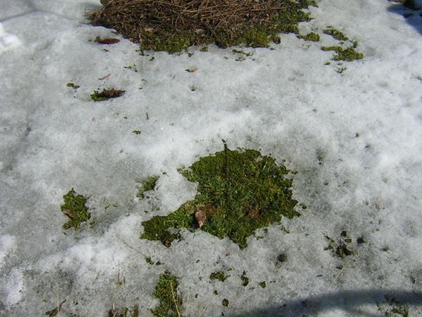 Endlich Frühling