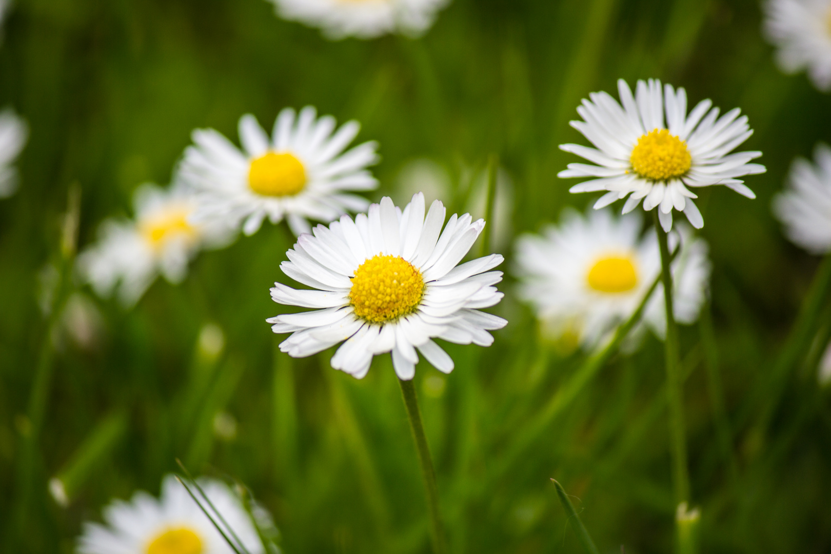 Endlich Frühling?