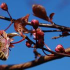 endlich Frühling