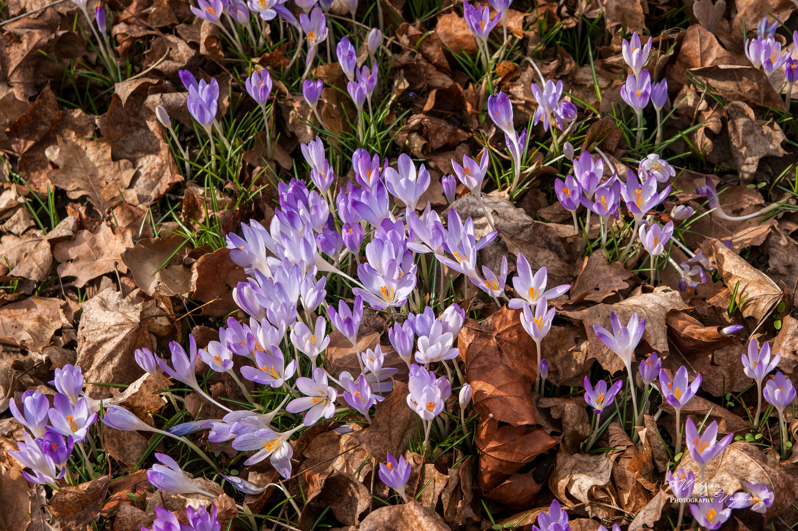 Endlich Frühling...