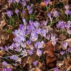 Endlich Frühling...