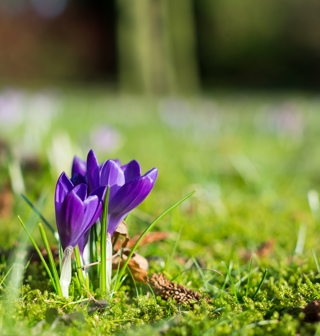 Endlich Frühling