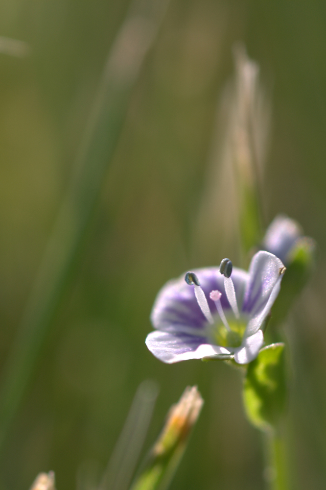 Endlich Frühling