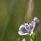 Endlich Frühling