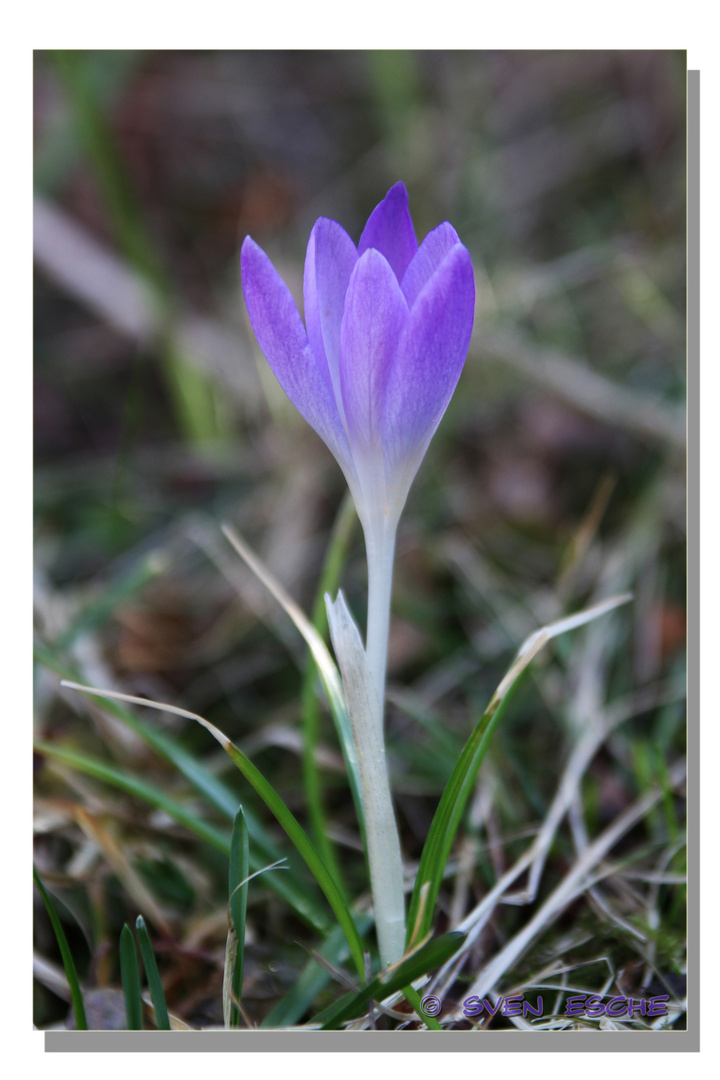 Endlich Frühling