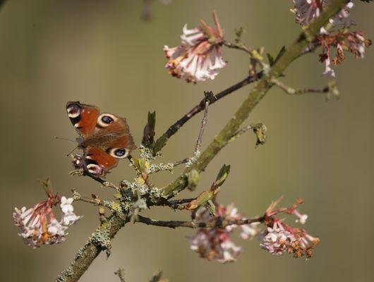 Endlich Frühling ? - Das erste Tagpfauenauge