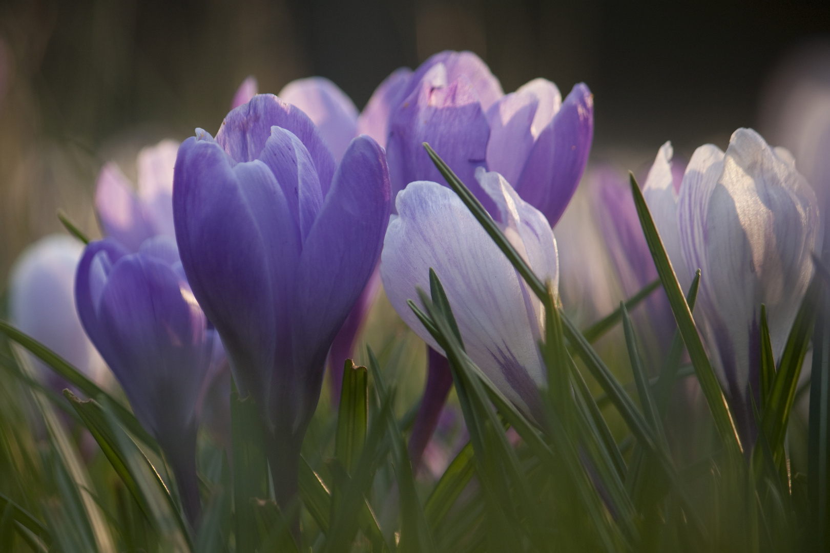 Endlich Frühling...