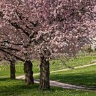 .....endlich Frühling