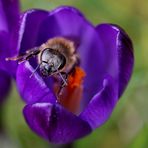 ...endlich Frühling