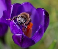 ...endlich Frühling