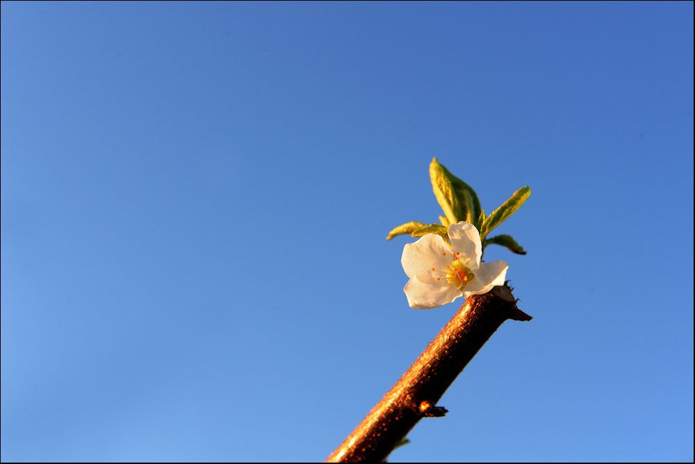 Endlich Frühling...