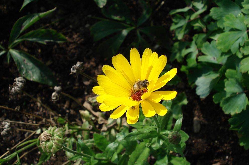 Endlich Frühling ...