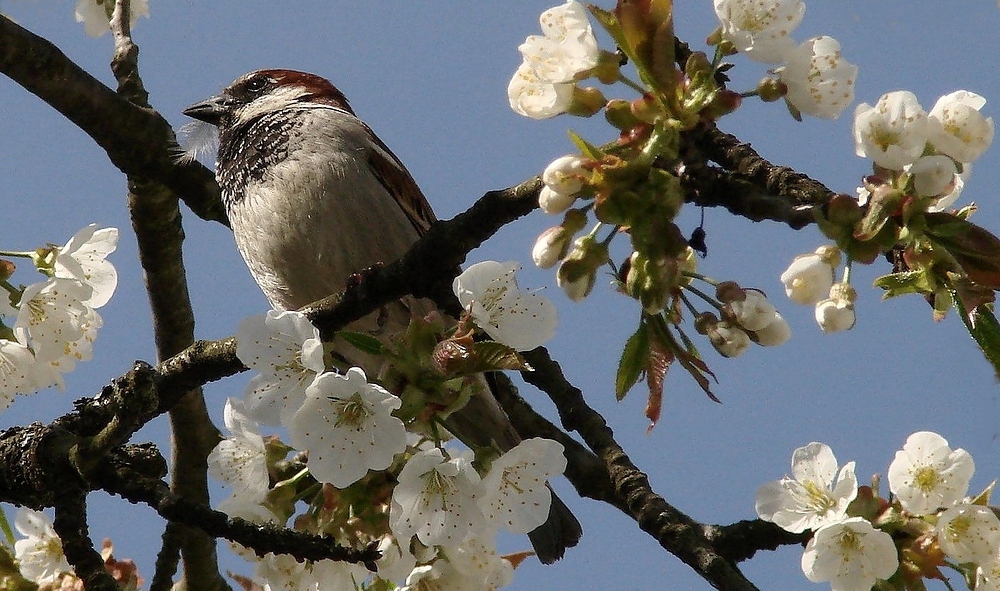 endlich Frühling