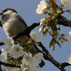 endlich Frühling