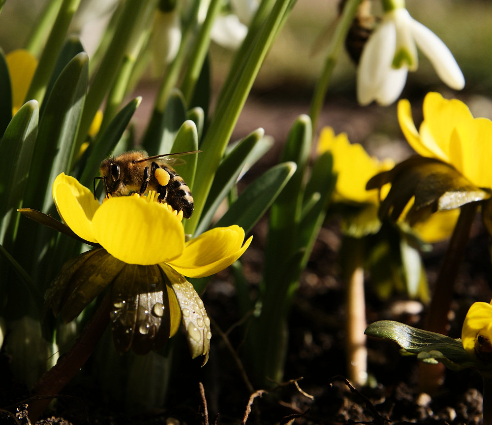 Endlich Frühling!