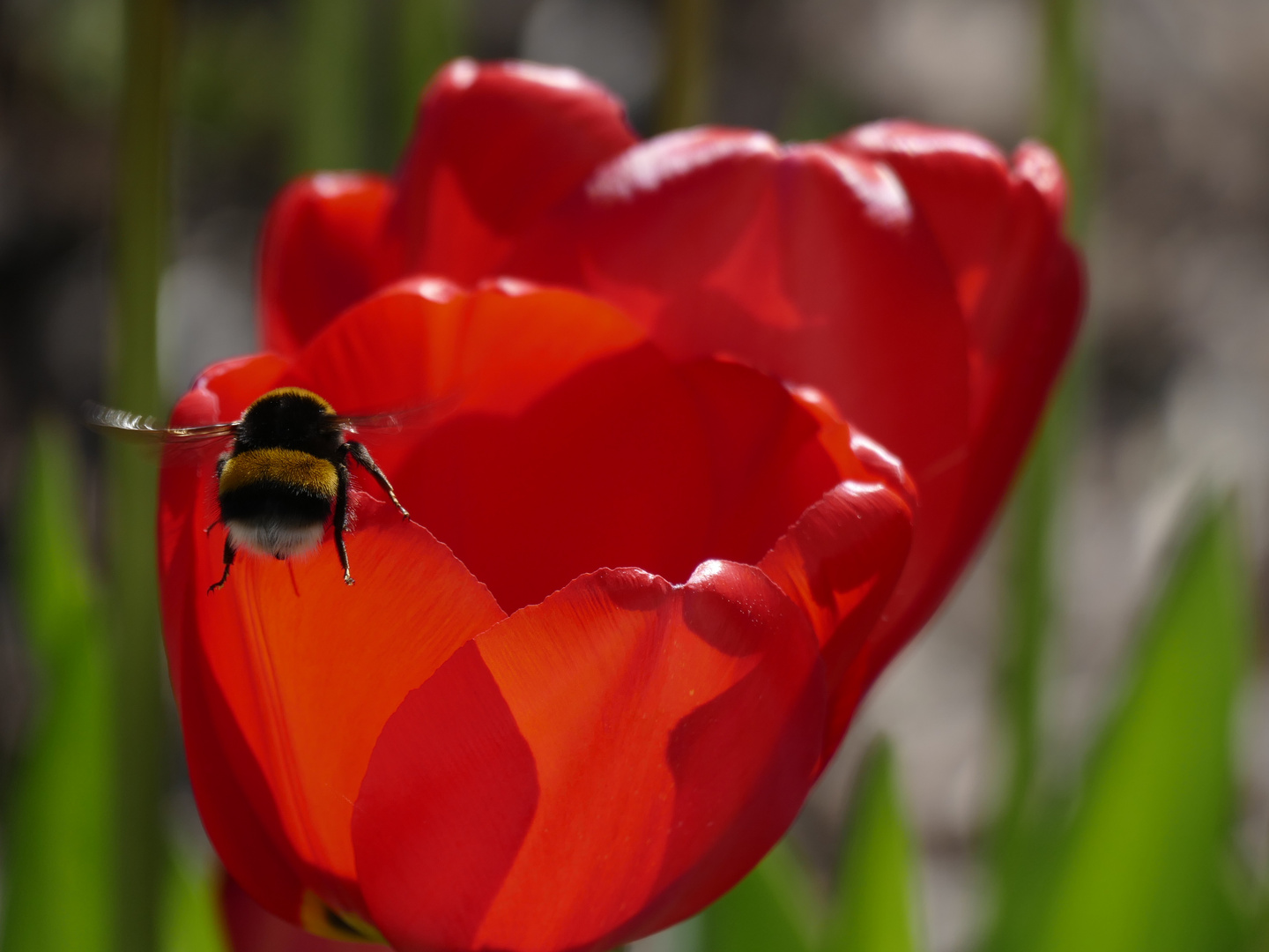 Endlich Frühling - denkt sich die Hummel