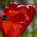 Endlich Frühling - denkt sich die Hummel