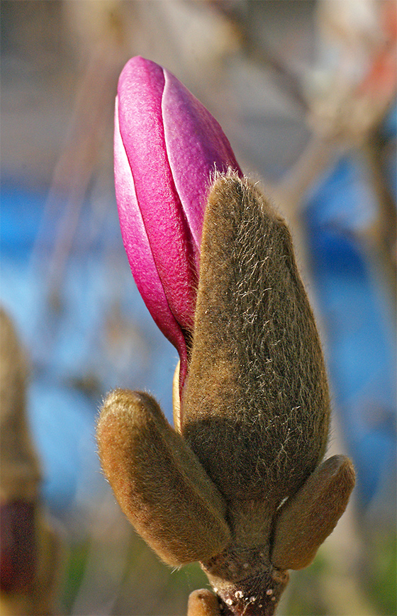 Endlich Frühling !