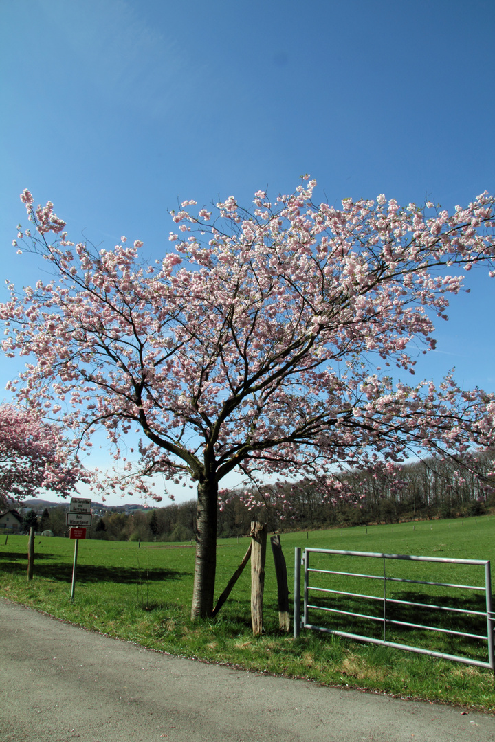 Endlich Frühling!