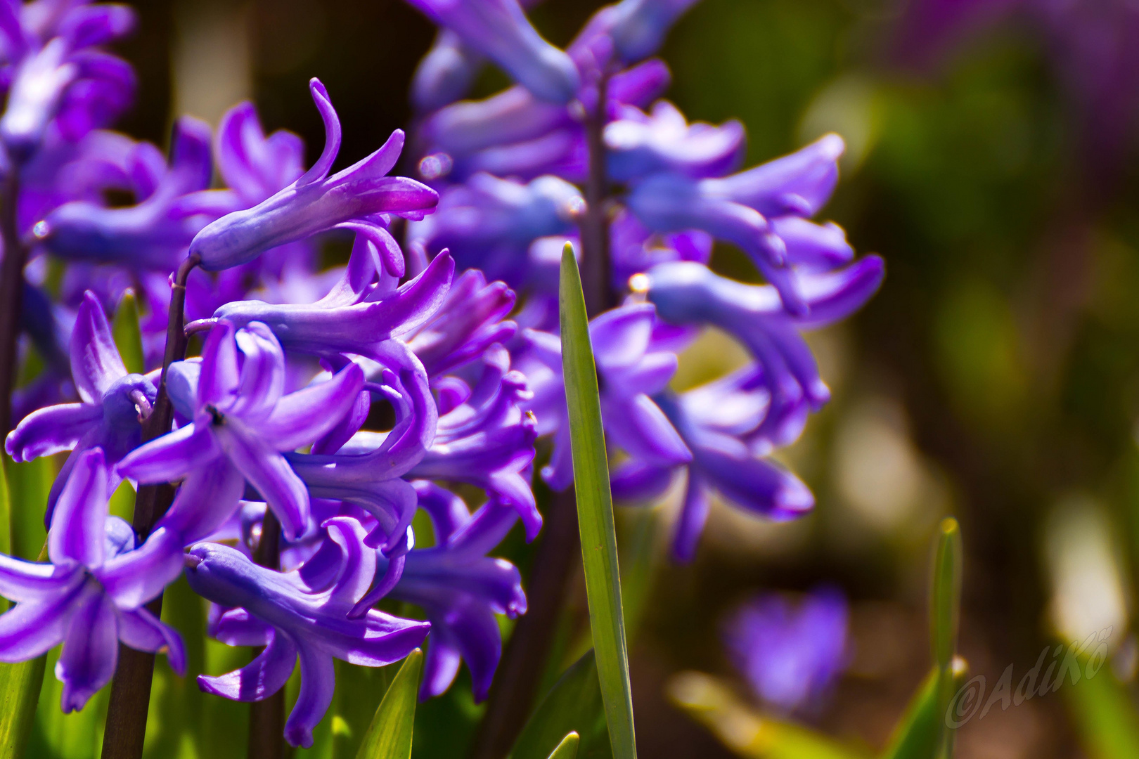 Endlich Frühling !! - die II.