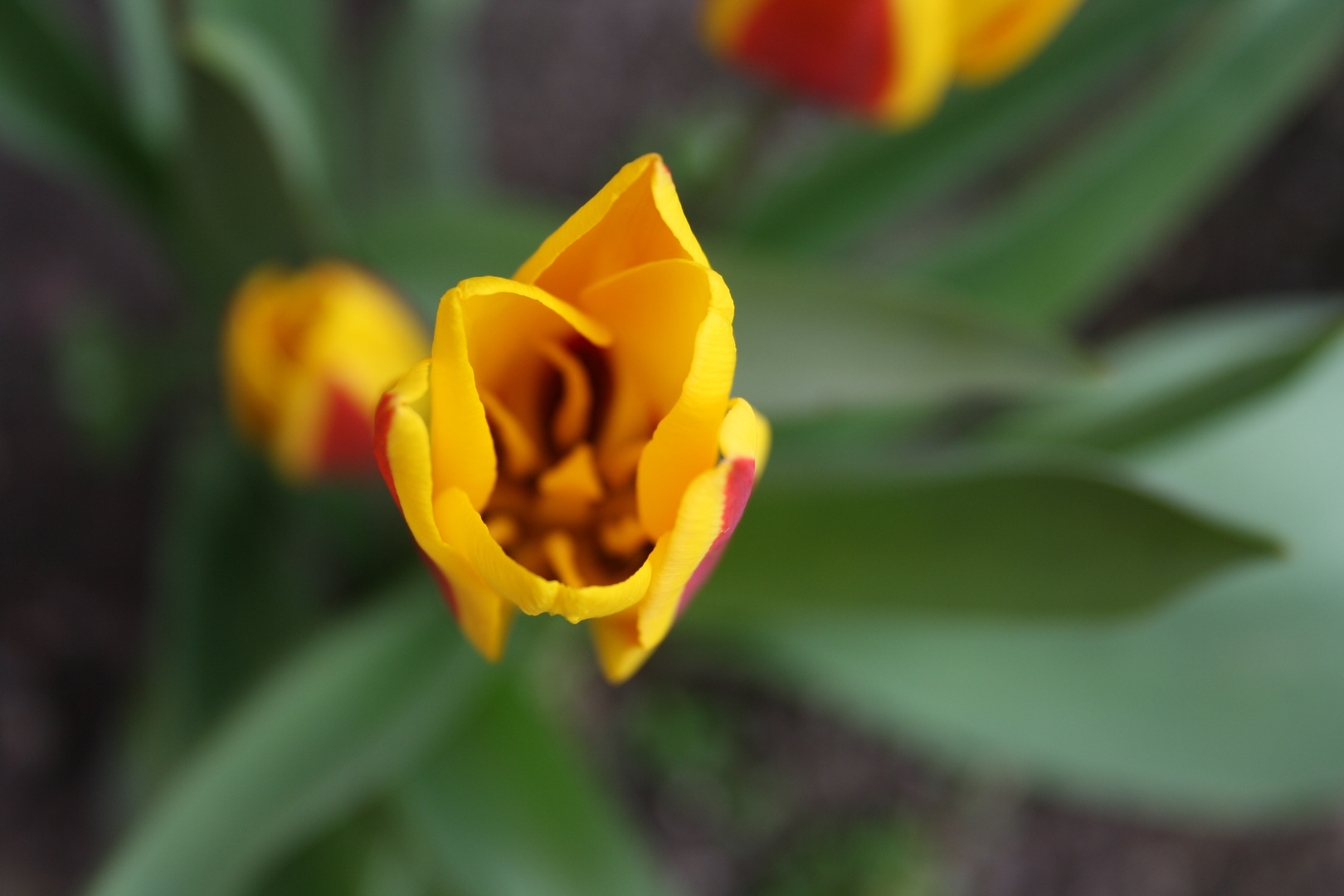 endlich Frühling