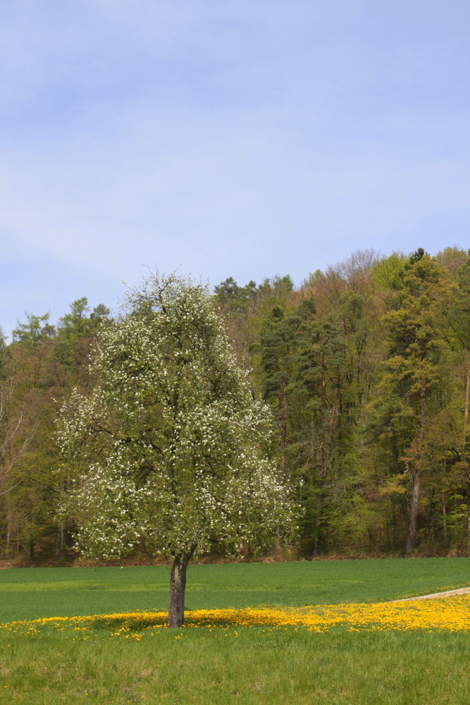 Endlich Frühling