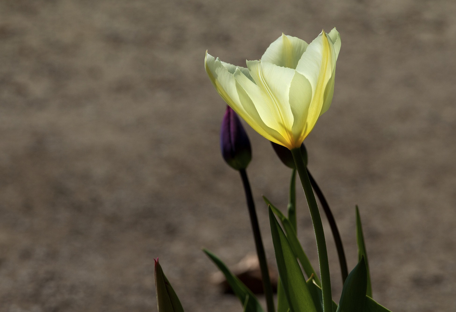 ...endlich, Frühling!!!