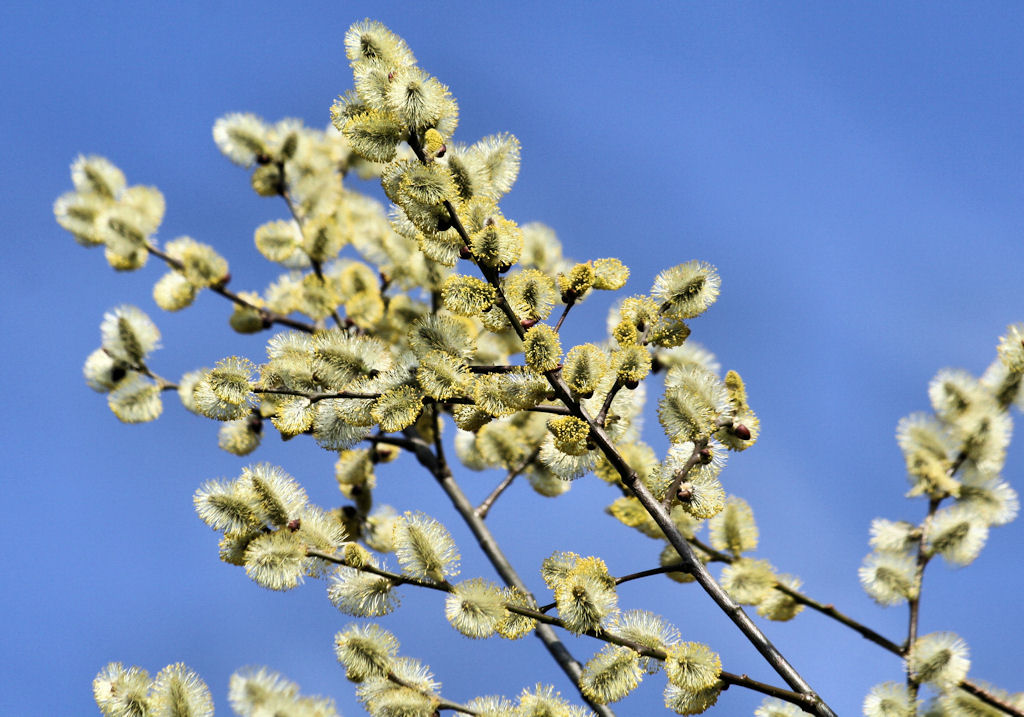 Endlich Frühling