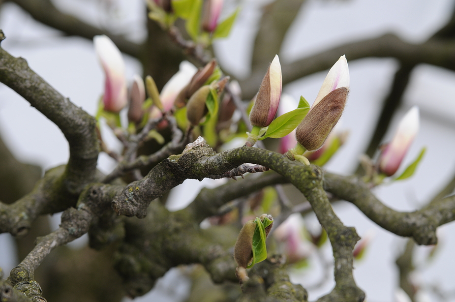 Endlich Frühling