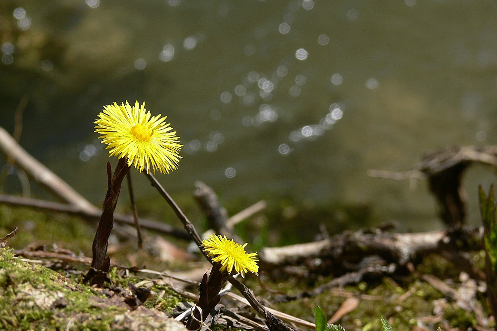 Endlich Frühling