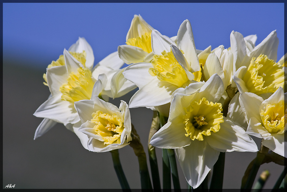 ...endlich Frühling!