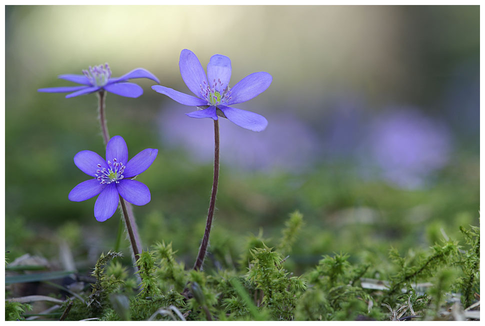 endlich Frühling . . .