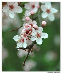 Endlich Frühling!