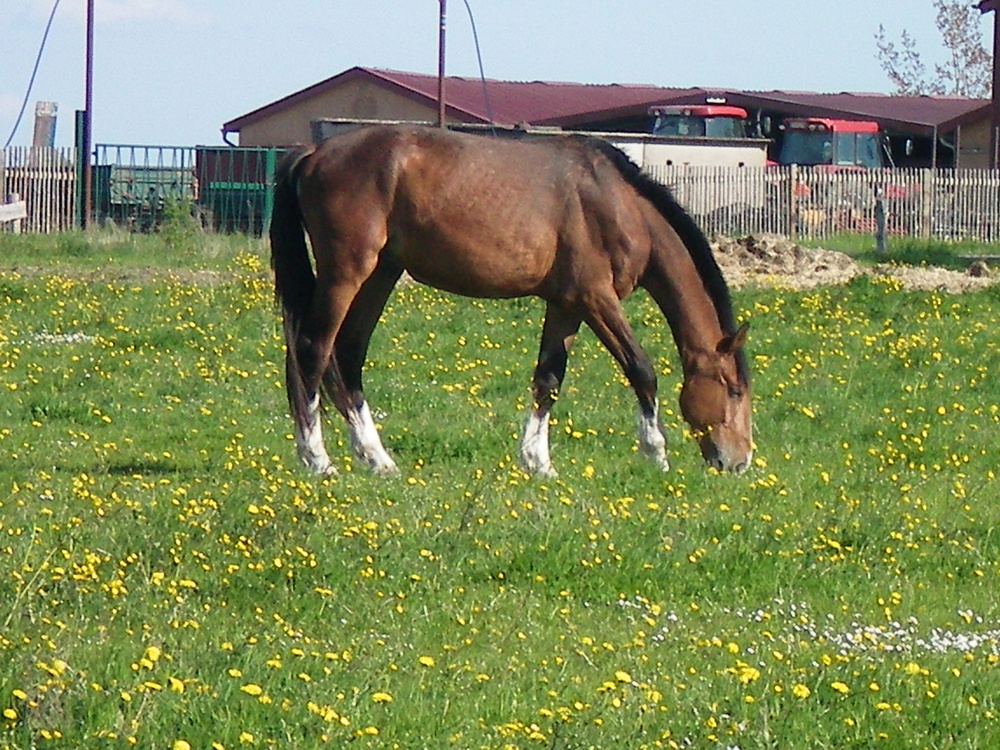 --- endlich Frühling ---