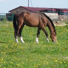 --- endlich Frühling ---