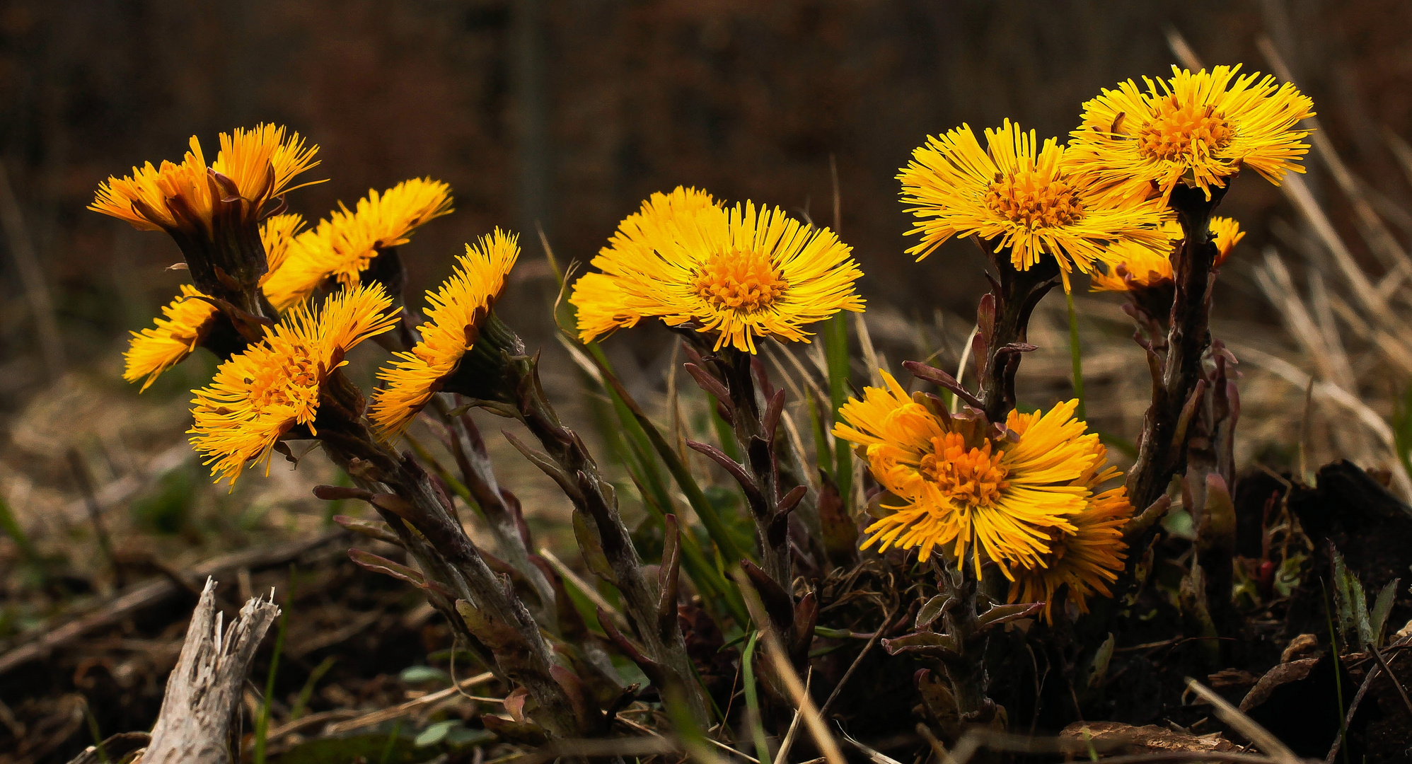 endlich Frühling :-)))