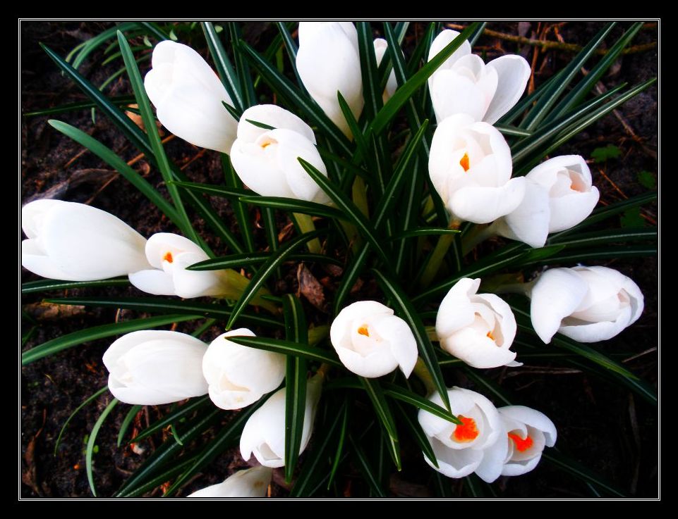 endlich frühling