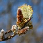 endlich Frühling