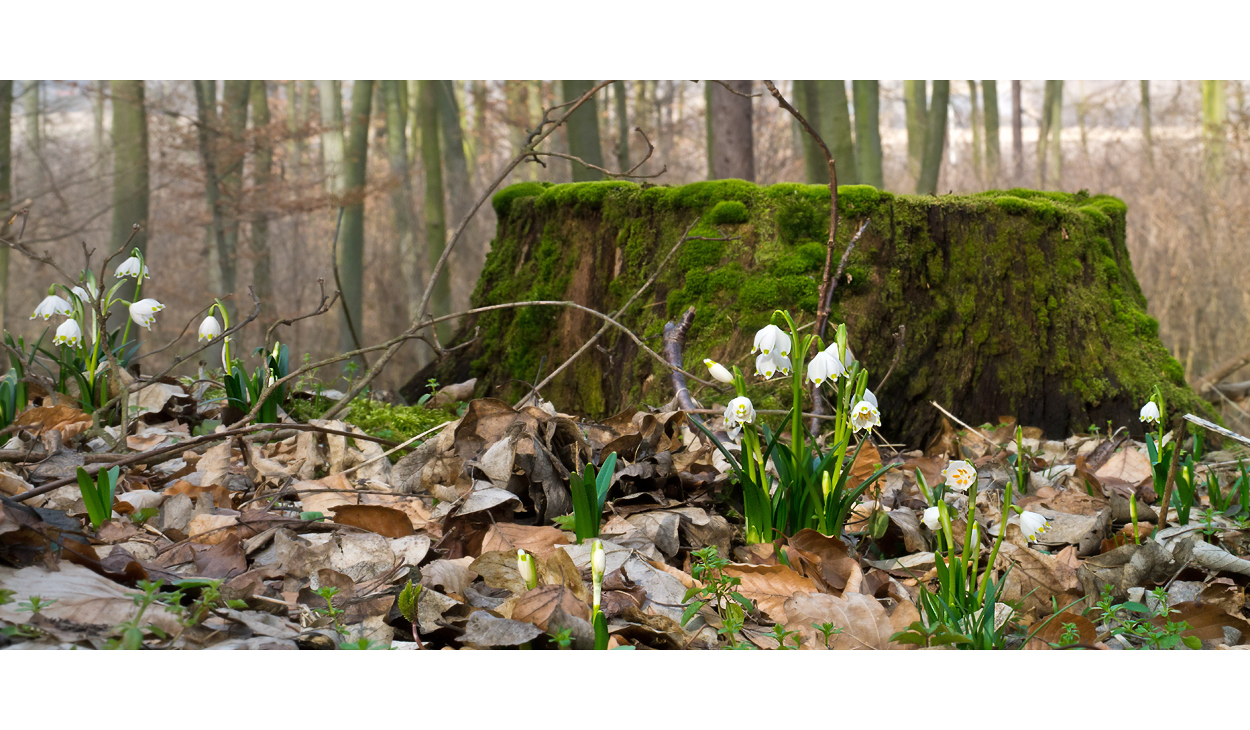 Endlich Frühling!