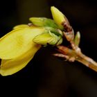 endlich Frühling...